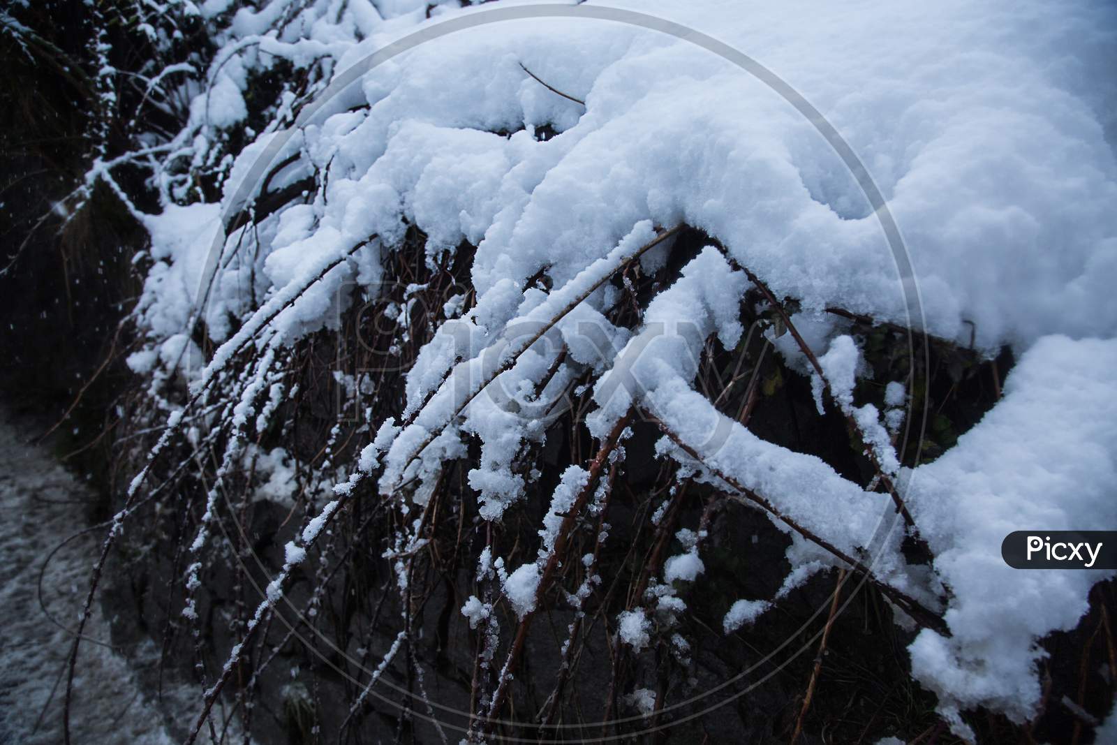 Branches Of A Fallen Tree Covered With Thick Layer Of Fresh White Snow, Winter Concept - Image