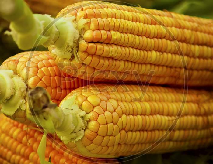 Fresh Corn On Cobs, Closeup