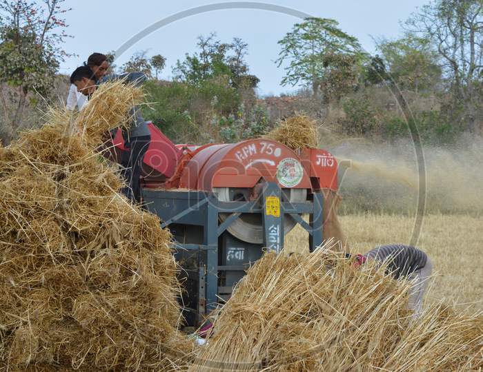 TIKAMGARH, MADHYA PRADESH, INDIA - MARCH 24, 2020: Indian farmers separating husk and wheat grains from the chopped wheat using a thresher machine.