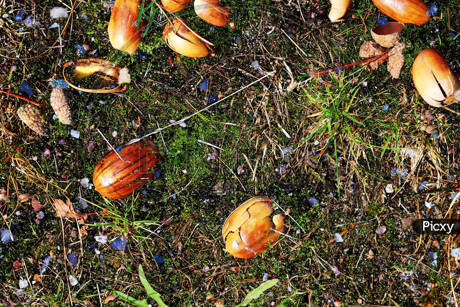 Close up high resolution surface of forest ground with nuts and moss