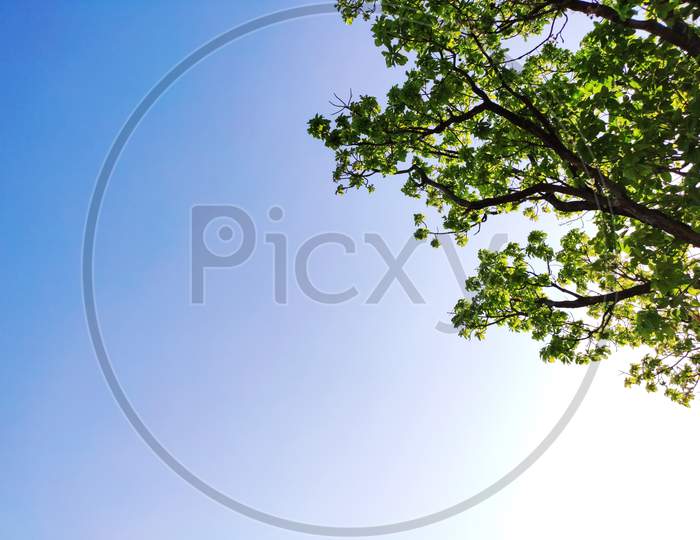 Selective Focus On Branches And Green Leaves Of A Tree Background