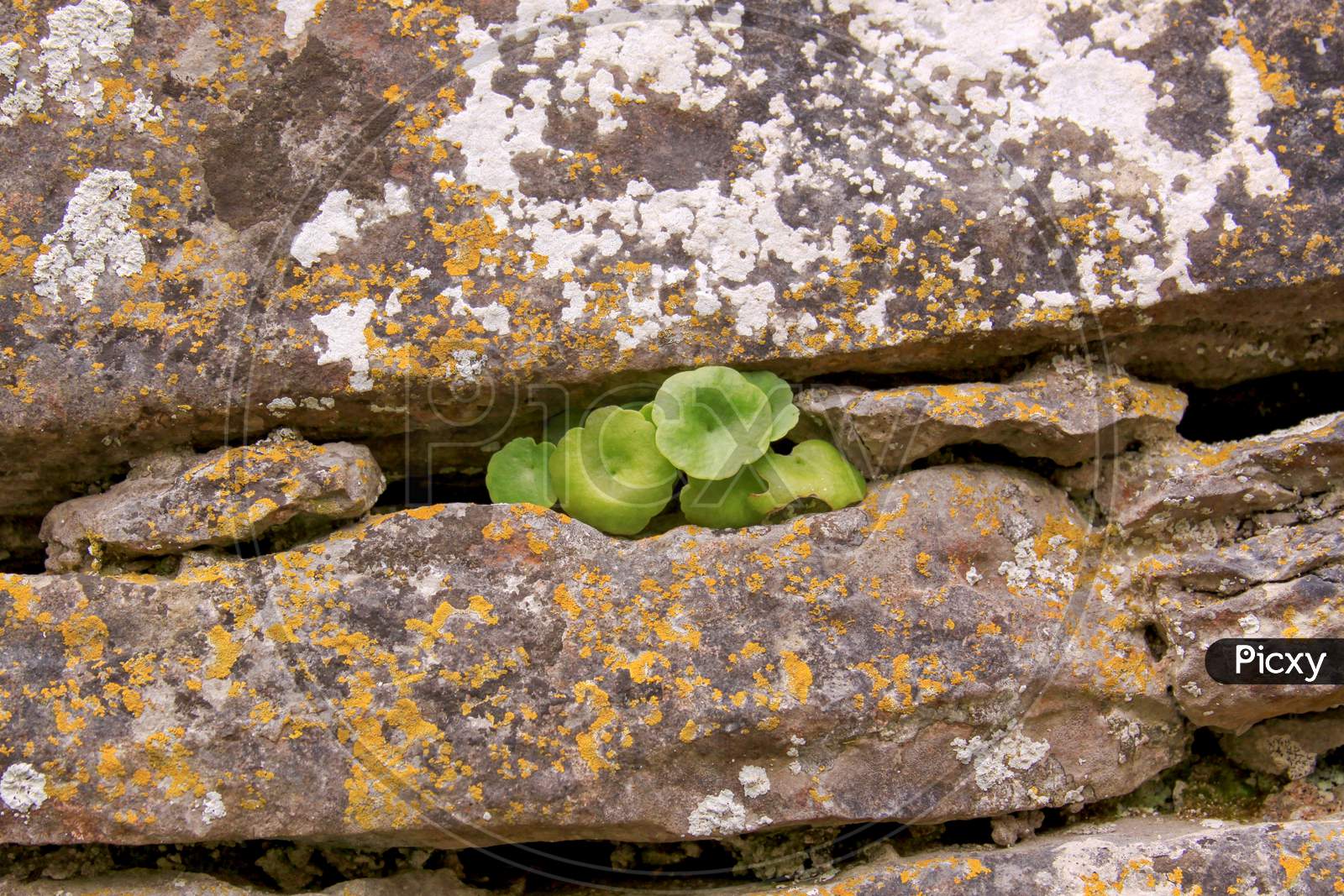 Small Plant Growing Out Of A Wall In Ireland