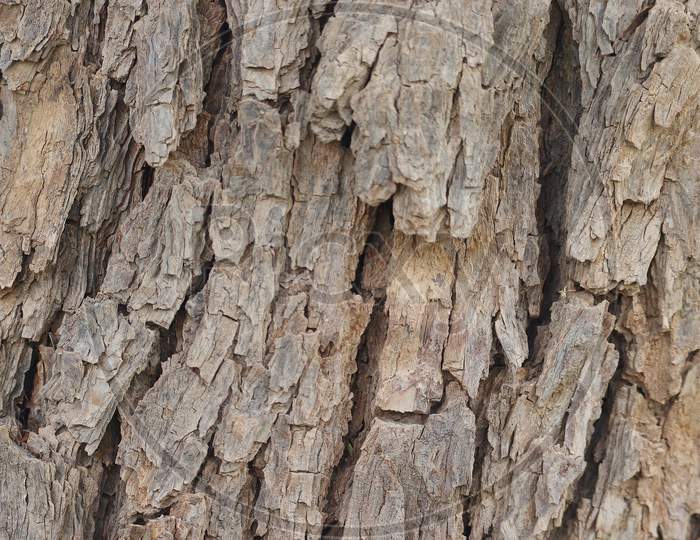 Neem Bark Texture And Background