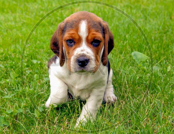 Beagle Puppy Dog In Green Grass Isolated
