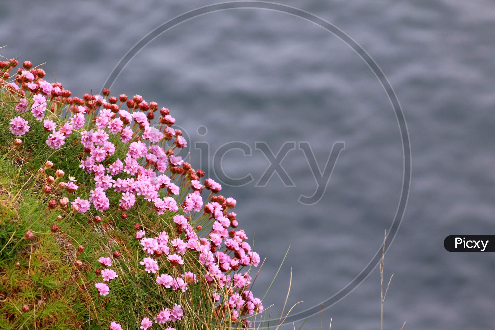Pink Flowers On The Sea Shore In Ireland