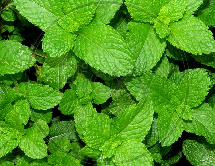 Mint leaves background,mint leaves in the garden.