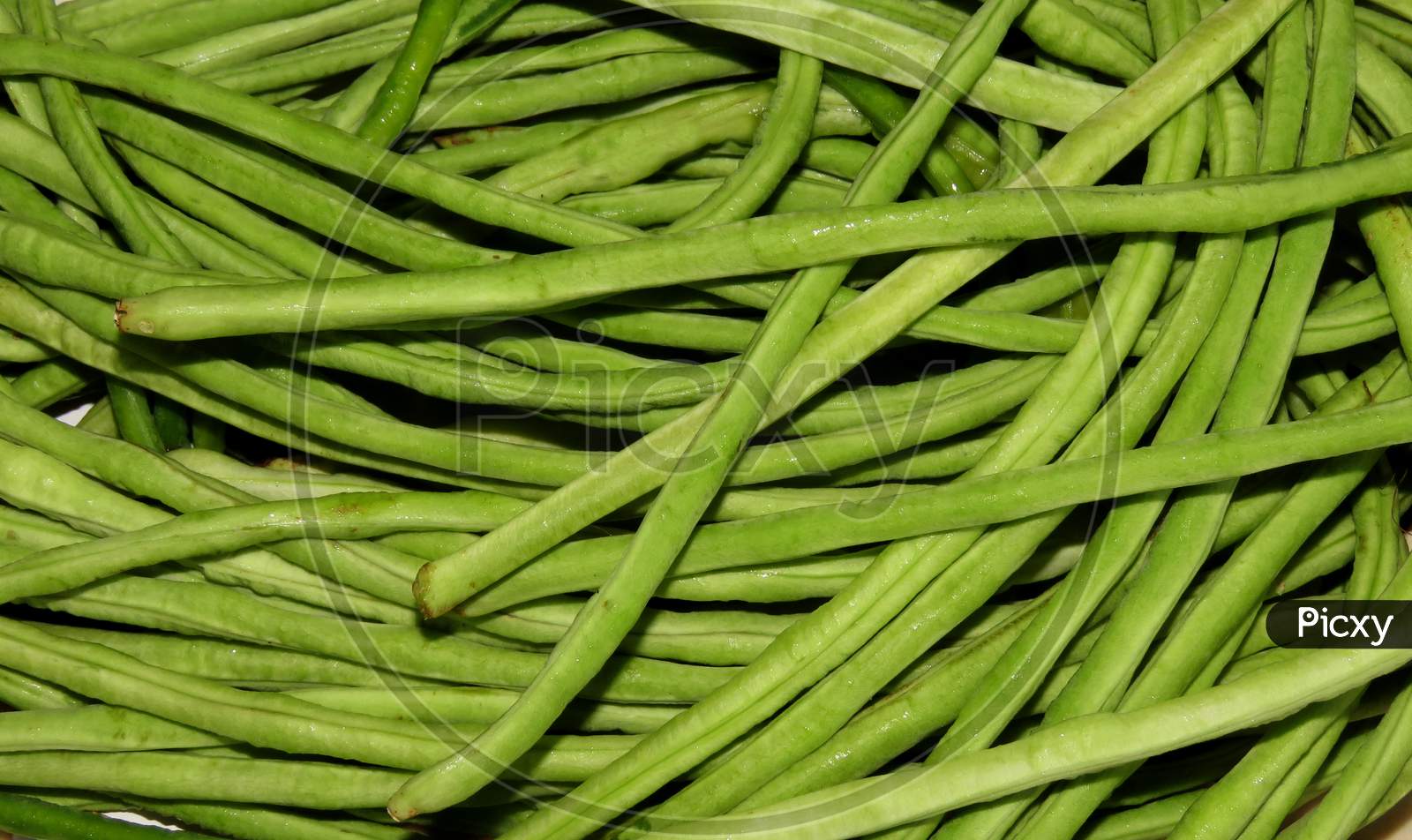 Yardlong beans,Green beans background,The asparagus bean is a legume cultivated for its edible green pods containing immature seeds, Isolated Yardlong beans