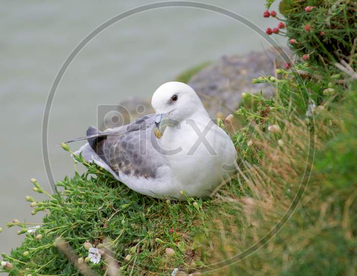 Albatross On The Edge Of Cliffs In Ireland