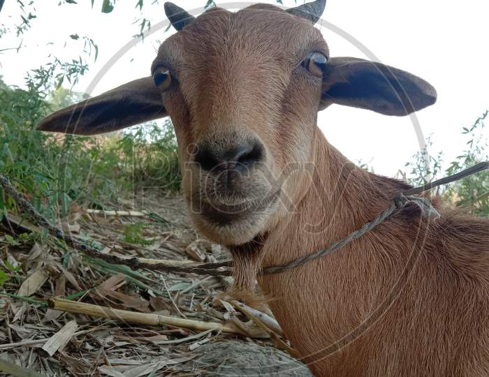 image of a beautiful goat posing for the camera.