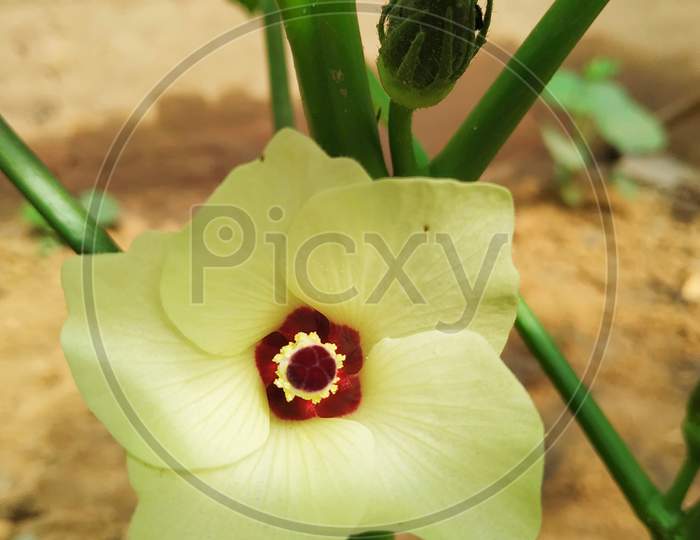 Okra Ladies Finger Flower Stock Photo