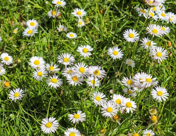 White garden daisy in a floral summer background. Leucanthemum vulgare. Flowering chamomile and gardening concept in a beautiful nature scene with blooming daisies.