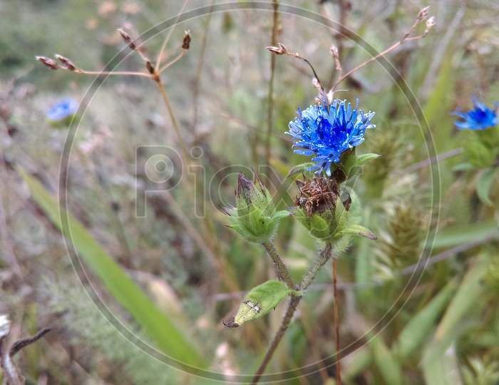 Blue flower macro image