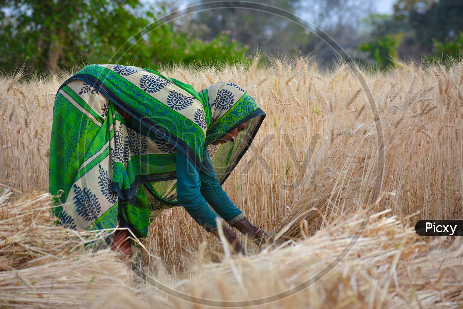 TIKAMGARH, MADHYA PRADESH, INDIA - MARCH 20, 2020: Indian woman cutting wheat with sickle.