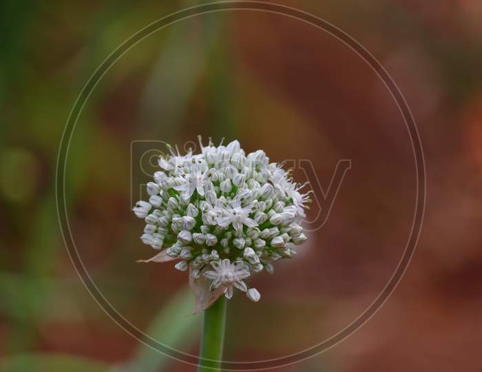 Single White Onion Flower