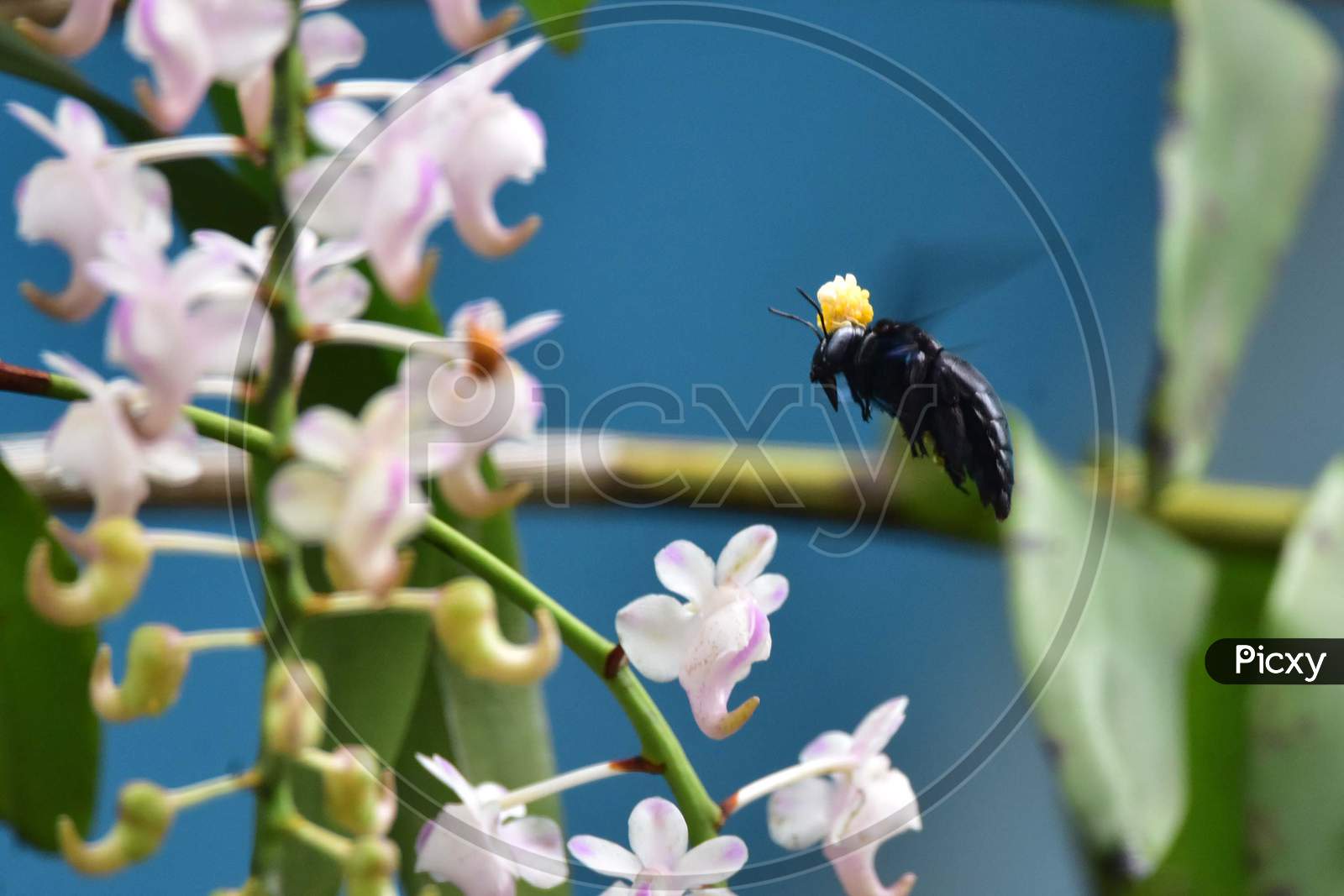 A Bumblebee Collects Nectar From An Orchid Flower In Nagaon District Of Assam On May 24,2020