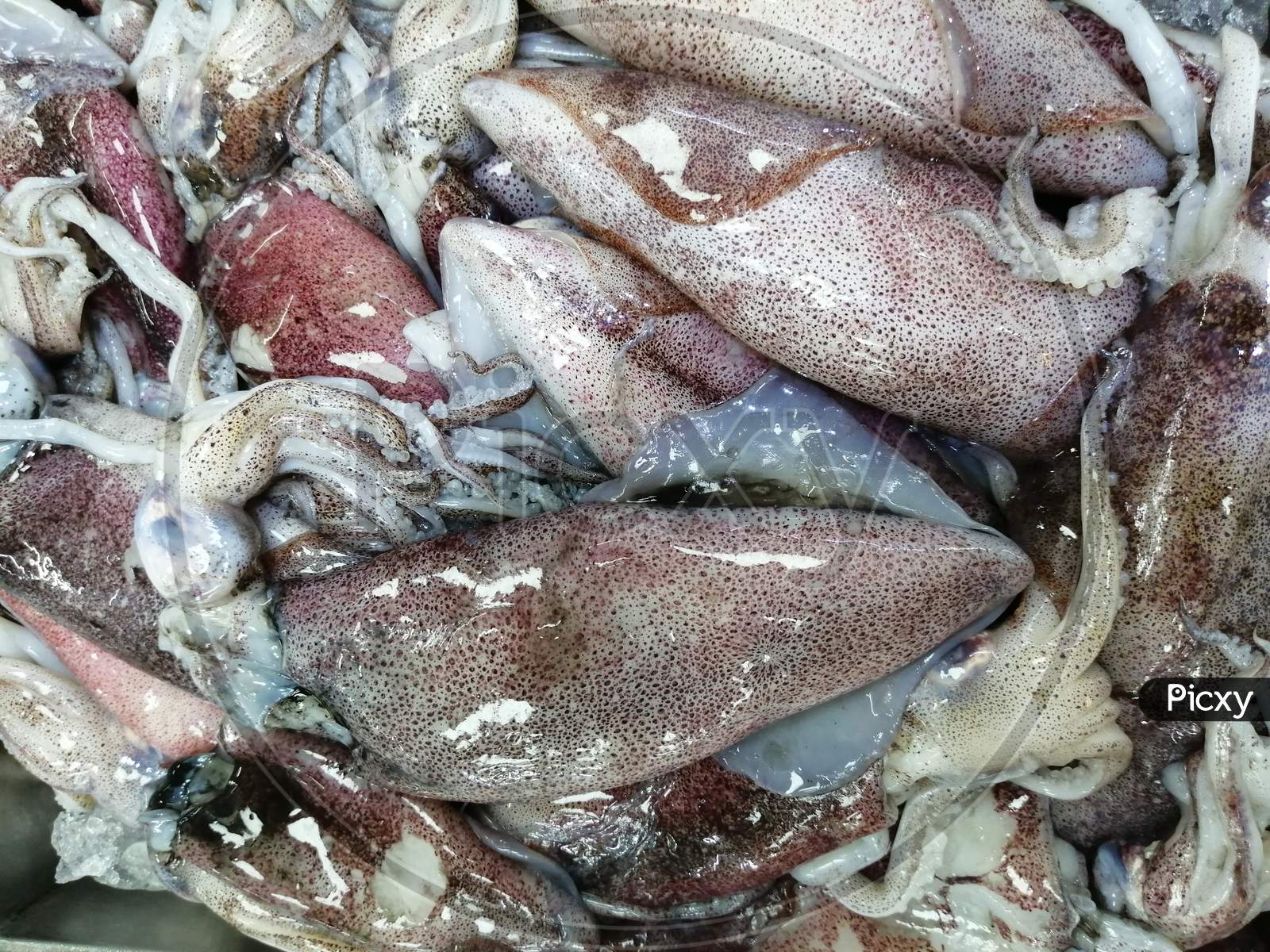 Image of Fresh Squid Fish Which Is Small In Size Kept In Market For  Sale-GA372653-Picxy