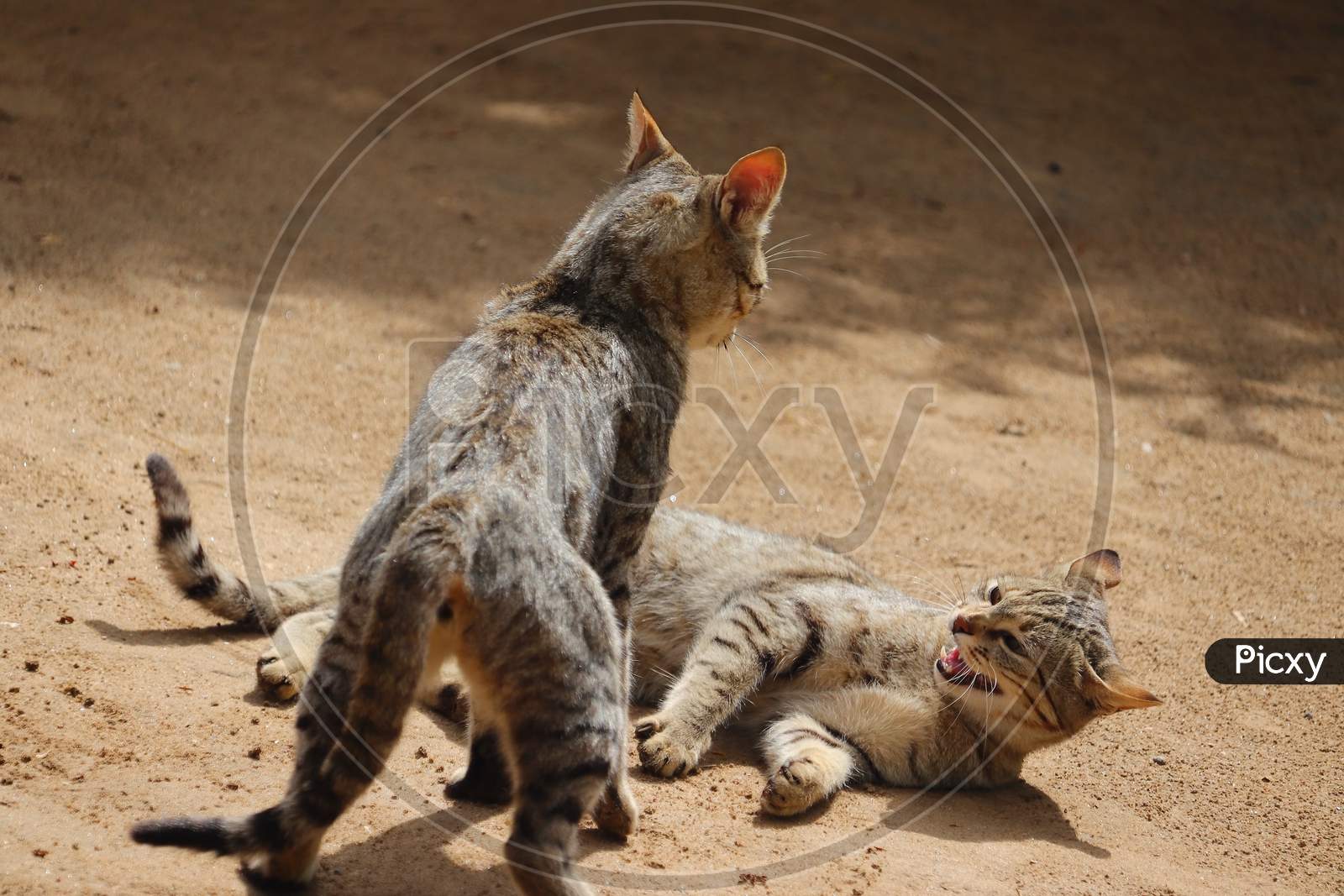 Fighting By Two Angry Cats On Ground