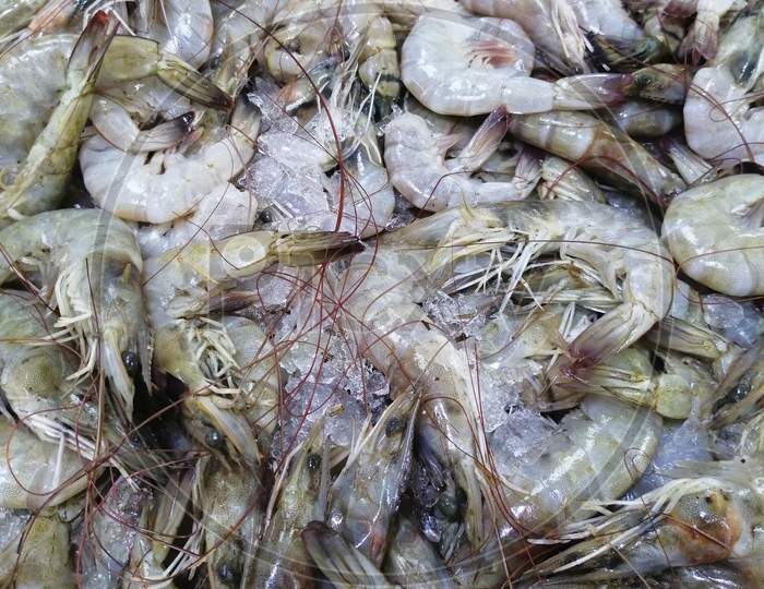 Fresh Prawn Fish Which Is Small In Size Kept In Market For Sale