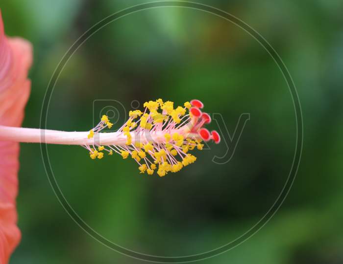 Hibiscus Flower Pistil Part With Stigma And Stamen