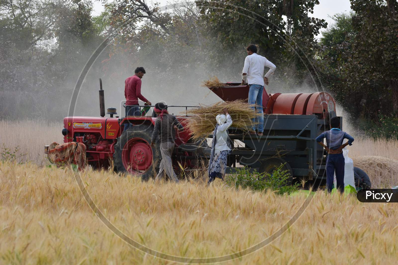 TIKAMGARH, MADHYA PRADESH, INDIA - MARCH 24, 2020: Indian farmers working in the field.