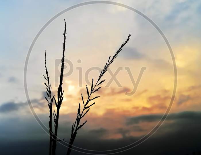 The Rice Plant,Paddy leaves against the Beautiful sky,sunset in the field,