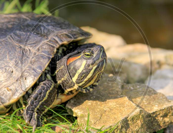 Red Eared Slider Turtle Pet In Garden Pond
