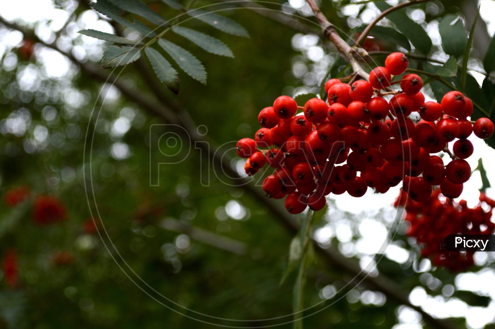 Red Berries On The Tree