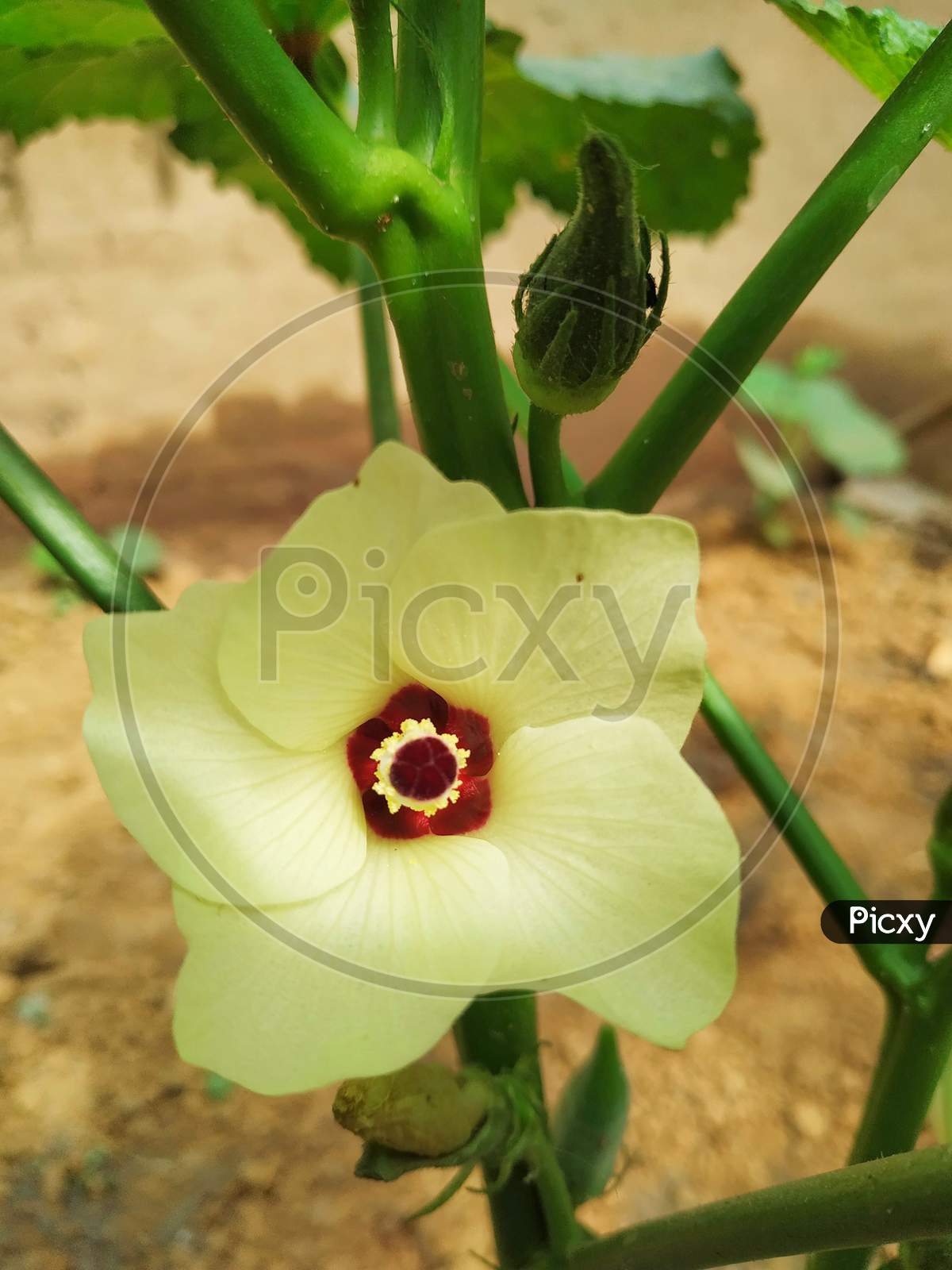 Okra Ladies Finger Flower Stock Photo