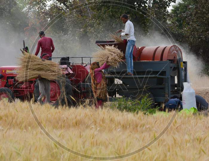 TIKAMGARH, MADHYA PRADESH, INDIA - MARCH 24, 2020: Indian farmers working in the field.