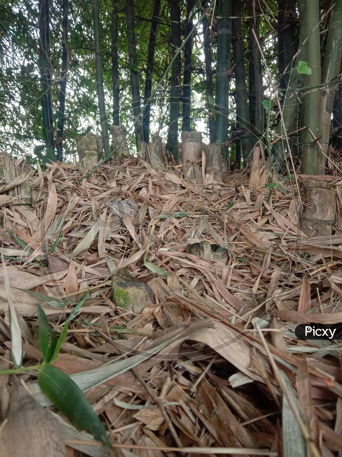 image of dry bamboo leaves in a bamboo farm.
