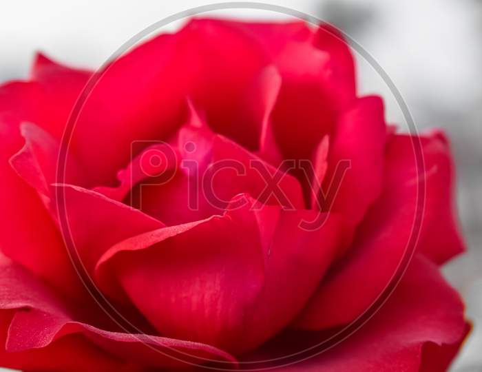 Red rose closeup garden Queen