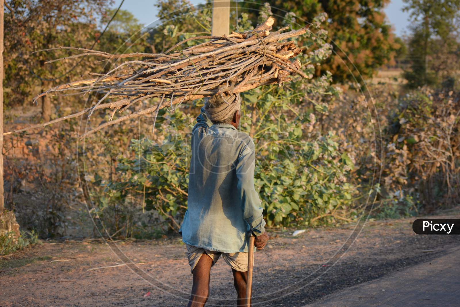 TIKAMGARH, MADHYA PRADESH, INDIA - MARCH 24, 2020: Unidentified rural old age man carrying firewood on road.