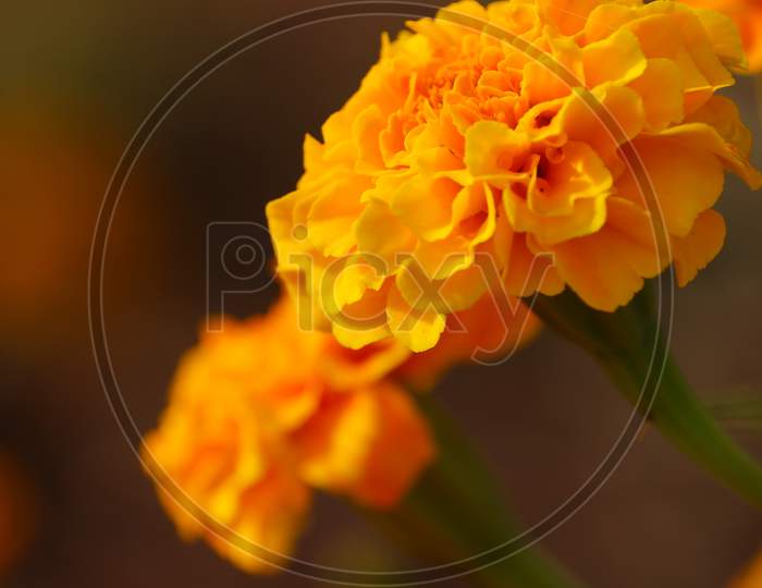 Macro Shot Of Flower Head, Marigold