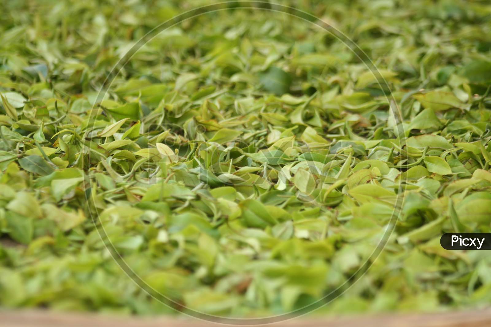 Tea harvesting is dominated by tender leaves and buds