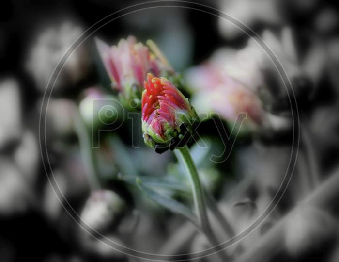 A Selective Focus Shot Of Beautiful Red Garden Roses With Blurred Background