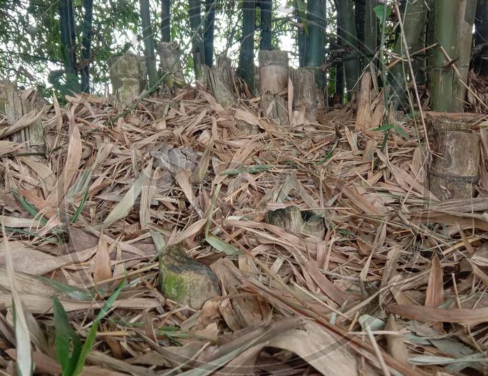 image of dry bamboo leaves in a bamboo farm.