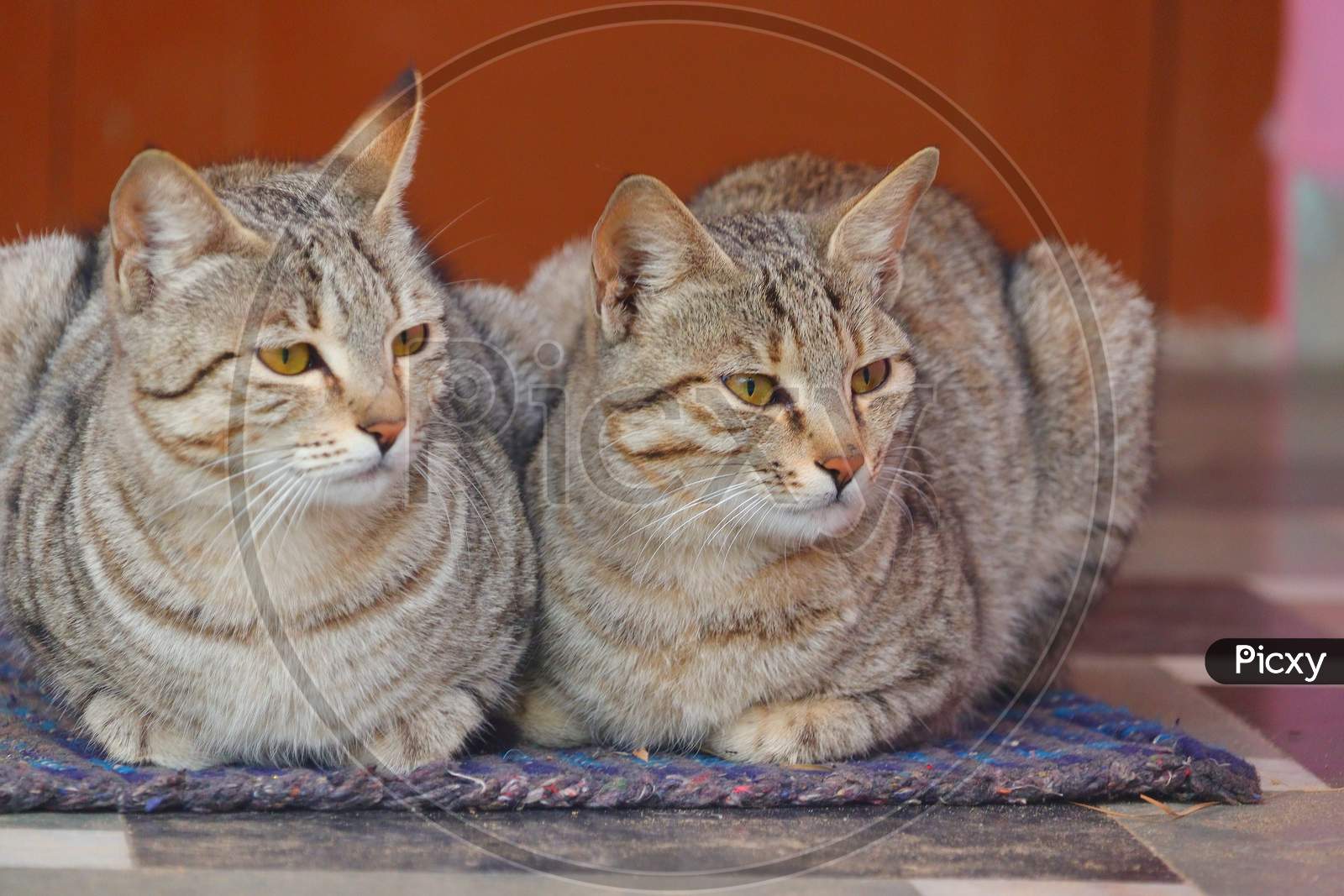 Two Cats Sitting On Cloth