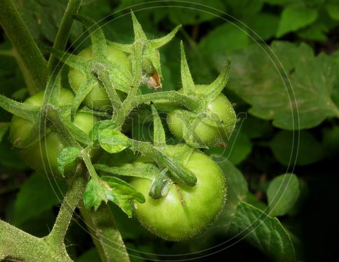 Green tomato on a vine,tomatoes plant.
