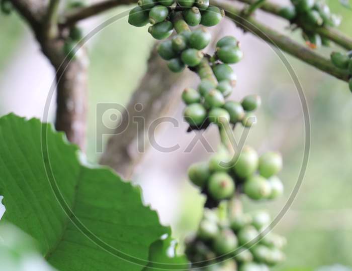 Robusta Unriped Coffee Beans Which Are Green Close Up