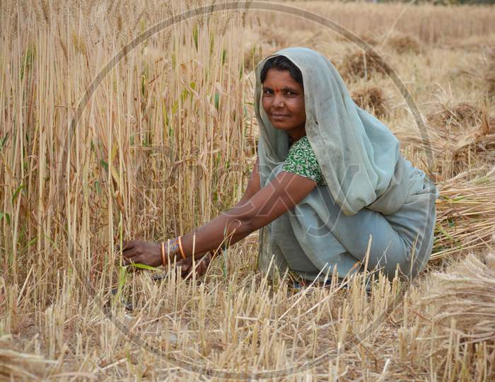 Image Of Tikamgarh Madhya Pradesh India March 20 2020 Indian Woman Cutting Wheat With