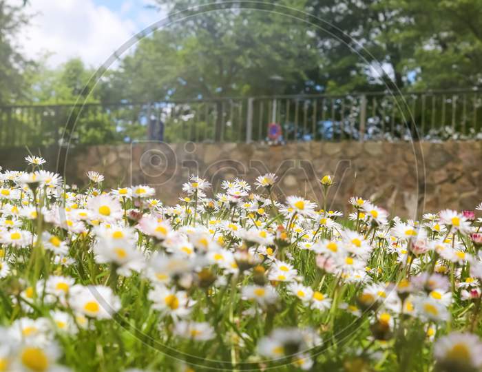 White garden daisy in a floral summer background. Leucanthemum vulgare. Flowering chamomile and gardening concept in a beautiful nature scene with blooming daisies.