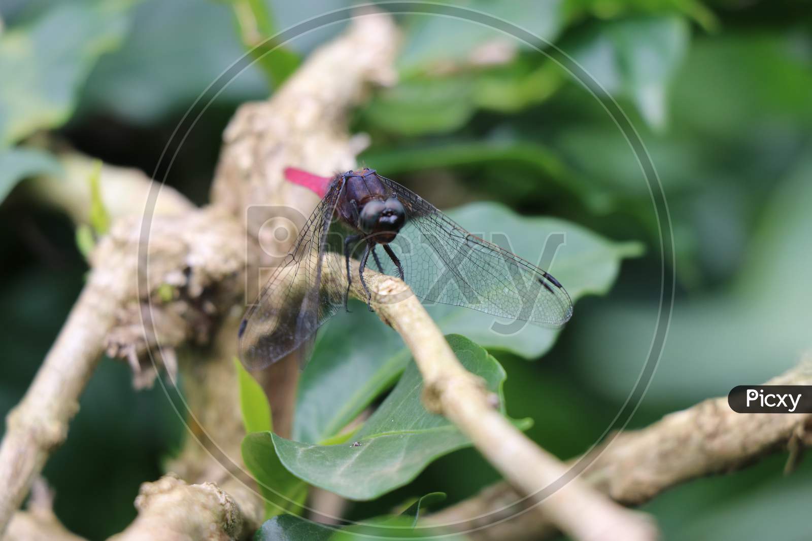 Dragon Fly Insect With Red Tail Sitting On Tree Branch