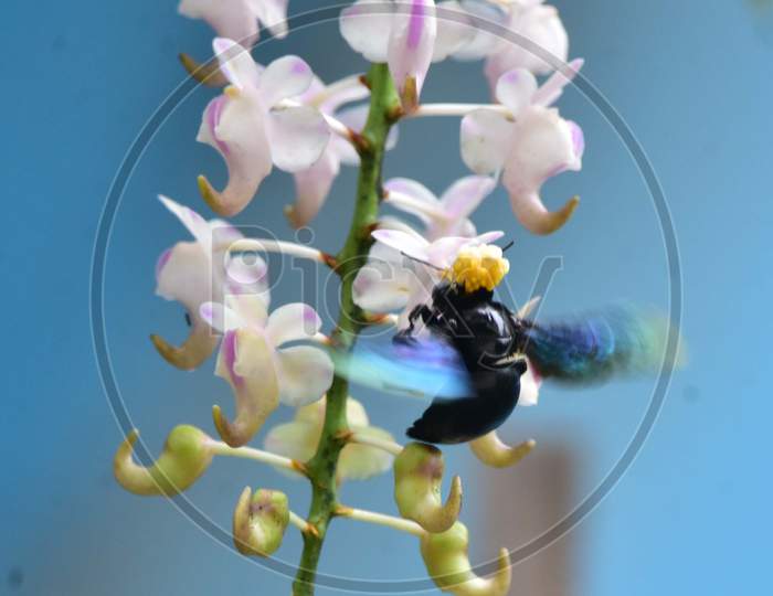 A Bumblebee Collects Nectar From An Orchid Flower In Nagaon District Of Assam On May 24,2020