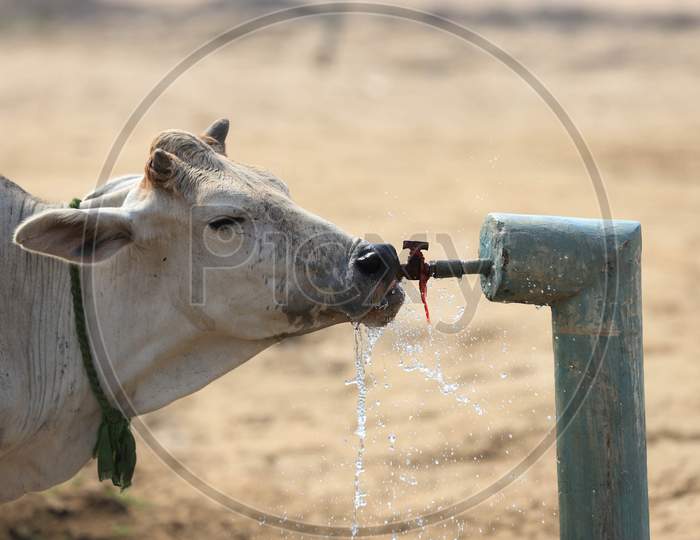 A Cow Drinking Water From A Road Side Tap On A Hot Summer Day in Prayagraj