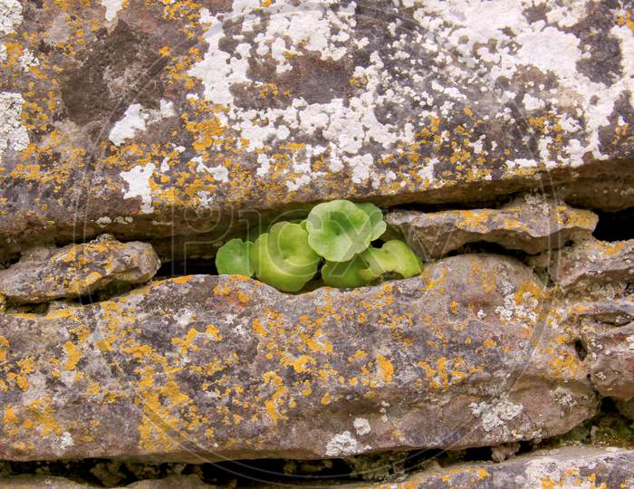 Small Plant Growing Out Of A Wall In Ireland