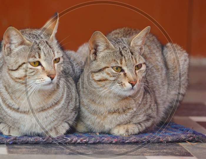 Two Cats Sitting On Cloth
