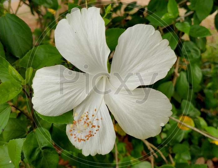 Seeing a beutiful white flower in the garden.