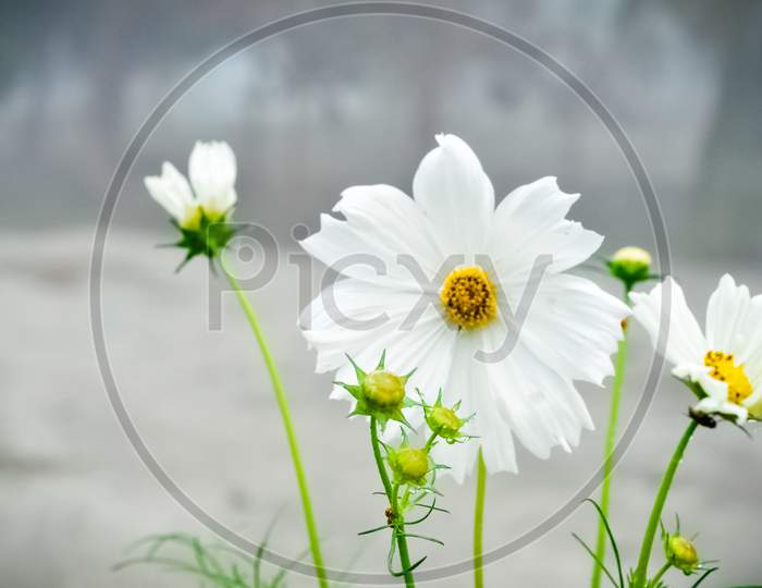 white daisies in a field beautiful background