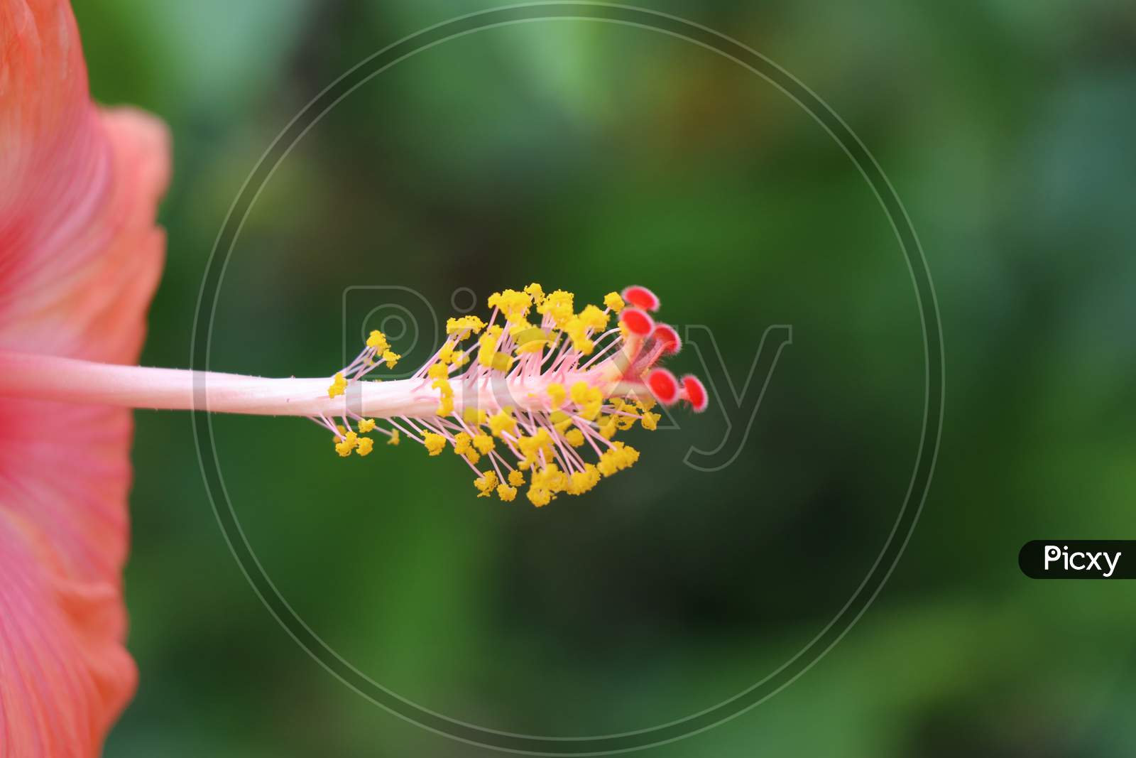 Hibiscus Flower Pistil Part With Stigma And Stamen