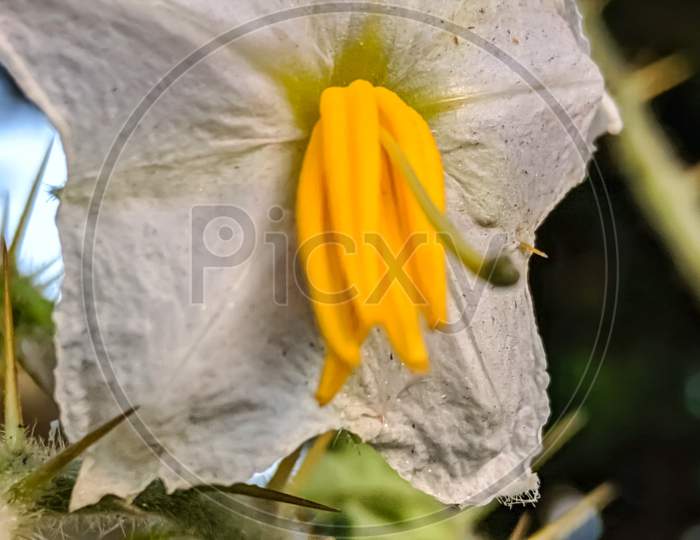 Solanum sisymbriifolium flower